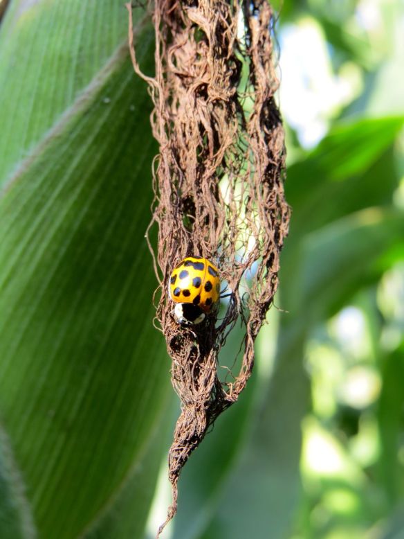 corn_ladybug2